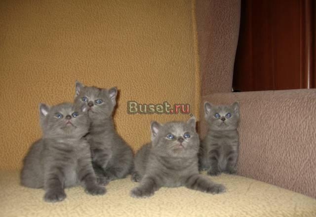 Британские котята от клубных родителей г.Москва Москва