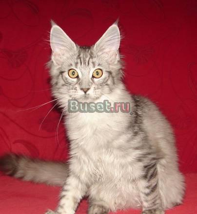 Мэйн-Куны, мейн-куны - породистые котята Санкт-Петербург