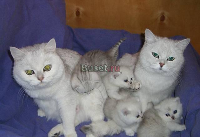 Чистопородные британские шиншиллы Москва