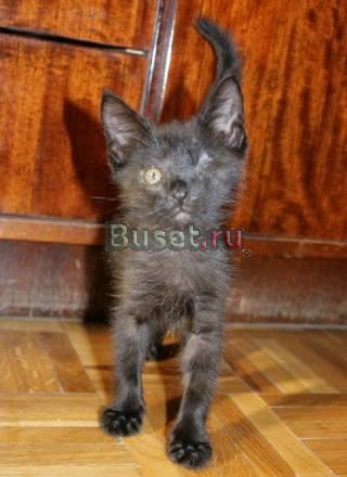 Котенок в дар Москва