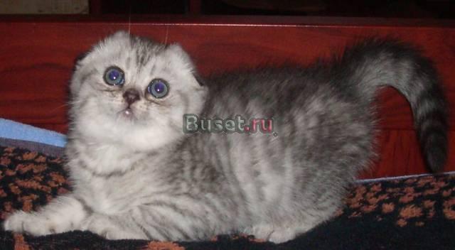 Шотландцы-летняя распродажа Москва