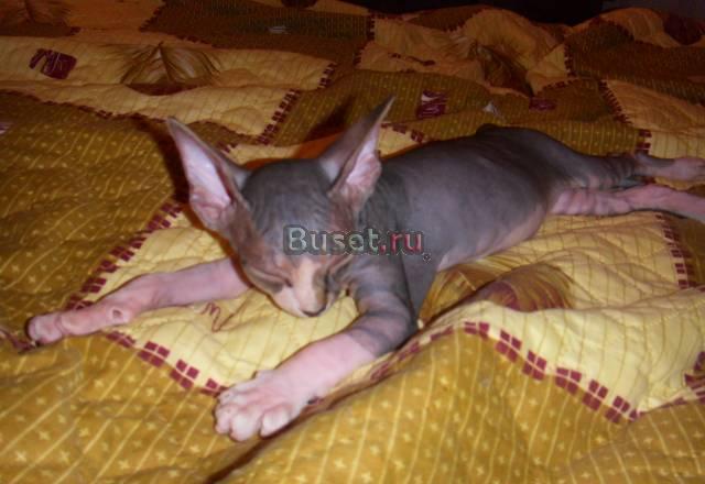 Котенок канадского сфинкса Липецк