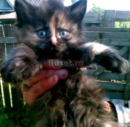 Недорого котята породы мейн кун Санкт-Петербург