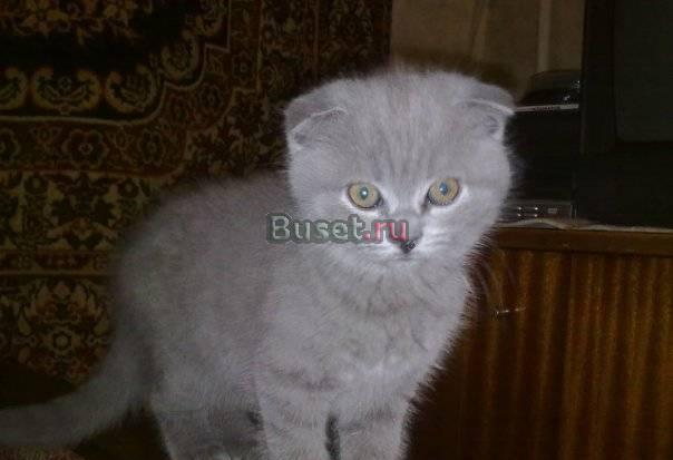 Шотландская вислоухая девочка голубого окраса Санкт-Петербург