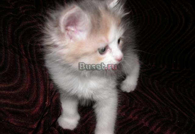 Котенок(в добрые руки) Москва