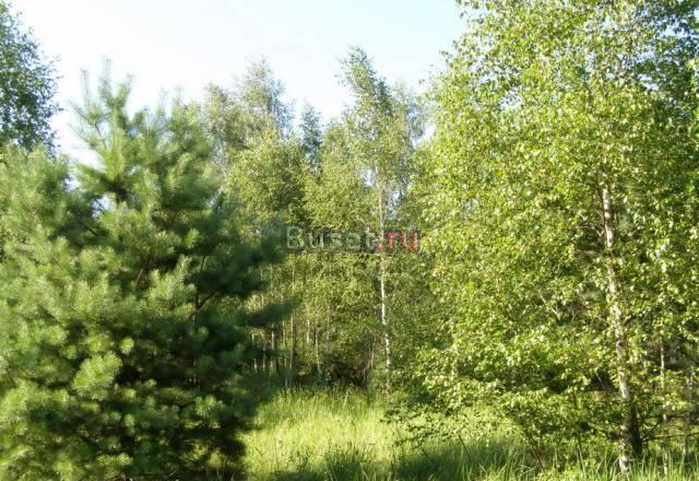 Участок в поселке, с трех сторон лес, Чехов Москва