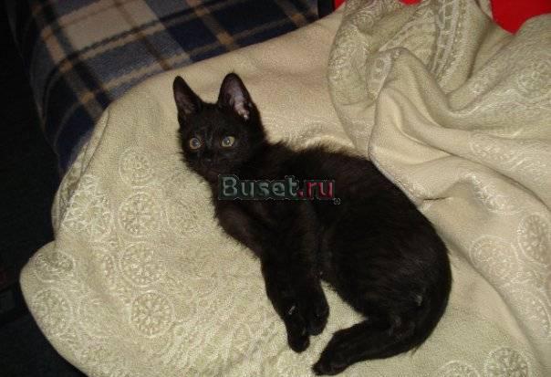 Юный котик ищет любящих и заботливых хозяев Москва