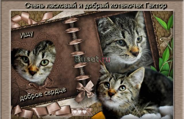 Очень ласковый котенок ищет доброе сердце Санкт-Петербург