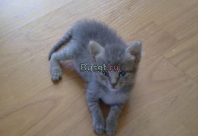 Котята в добрые руки Раменское