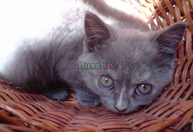 Британский котенок Краснодар