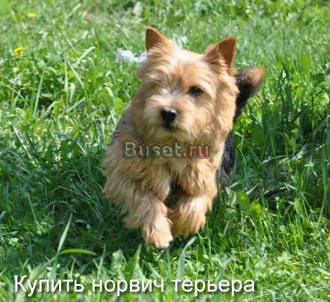 Норвич терьер. Элитные щенки для серьезных людей Москва