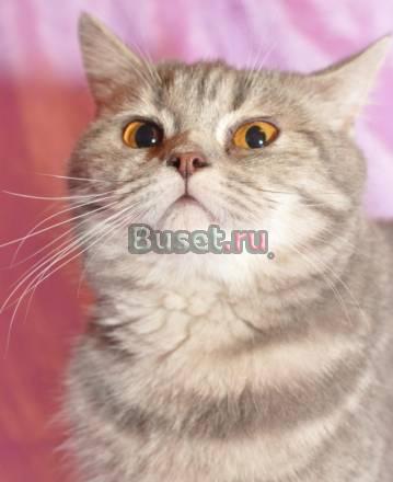 Британка Флора в добрые руки Москва