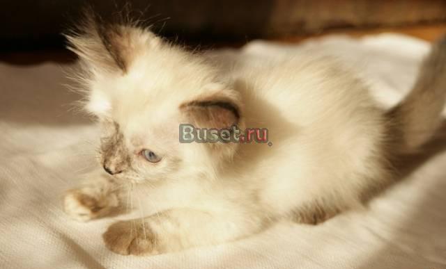 Котенок в дар Москва