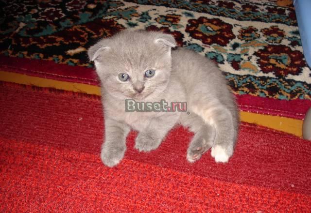 Шотландские котята Москва