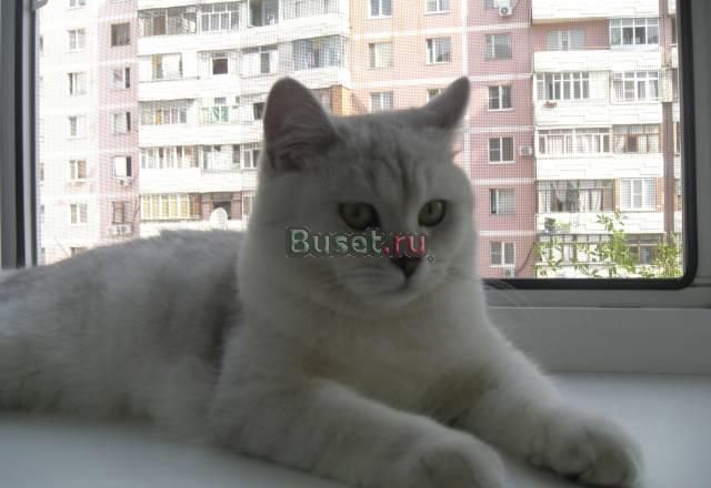 Британские котята Москва