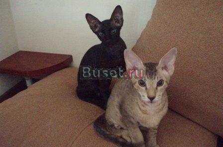 Котята Петрболд Новосибирск