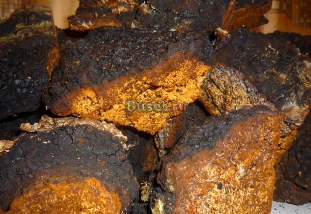 Чага Москва