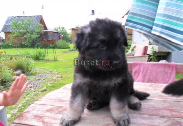 Щенки восточноевропейской овчарки Санкт-Петербург