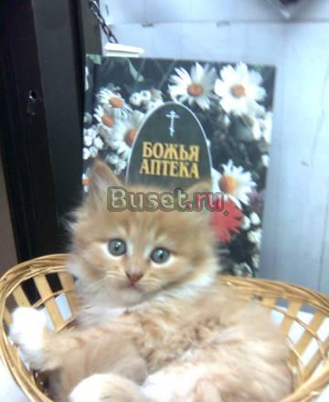 Сибирские котята Москва