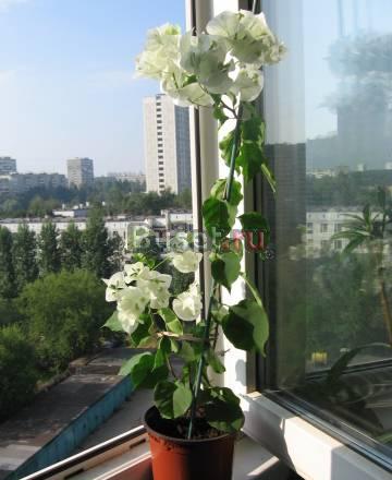 Бугенвиллия Белая Москва