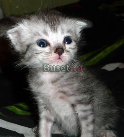 Продаю милых британцев Пенза