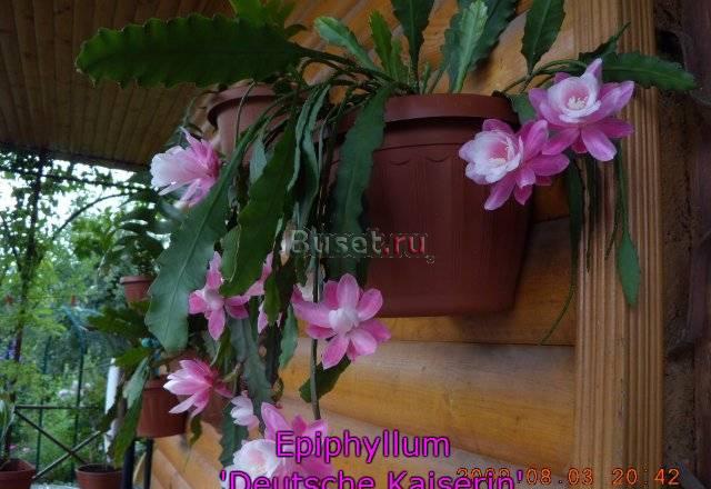Epiphyllum "Deutsche Kaiserin" (лесной кактус) Москва