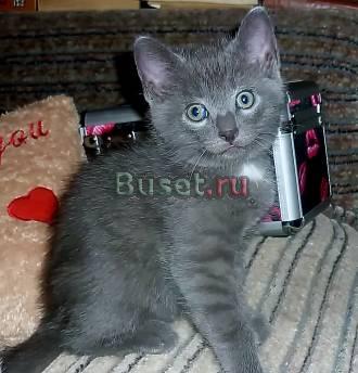 Британские котята Санкт-Петербург