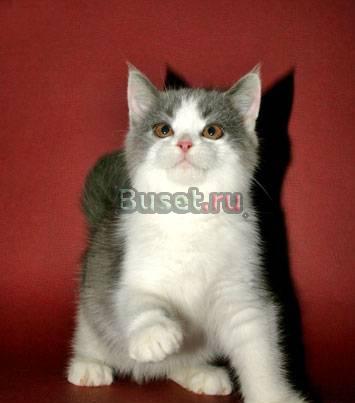 Британские котята-недорого Москва