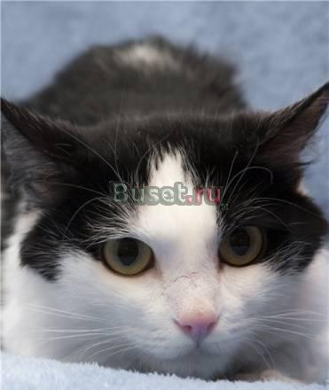 Маруся - кошка, которая гуляет сама по себе Москва