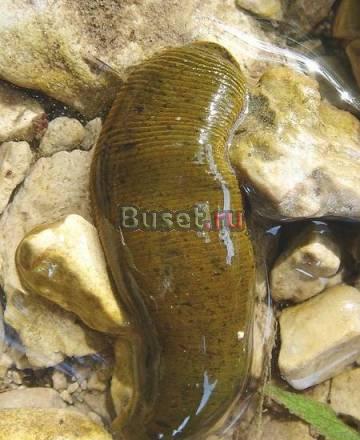 Пиявка медицинская Казань