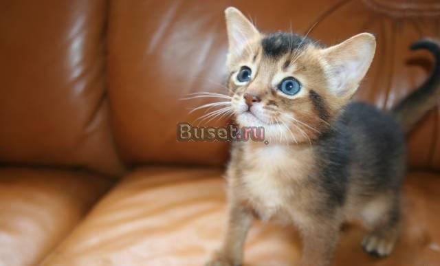 Абиссинский котик яркого дикого окраса Новошахтинск