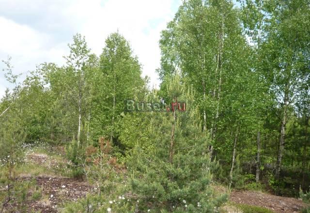 Участок в Приозерском р-н Крутая Гора Санкт-Петербург