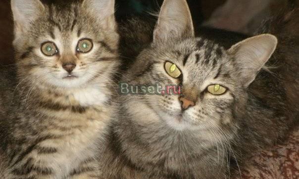 Котята от сибирской кошки Санкт-Петербург