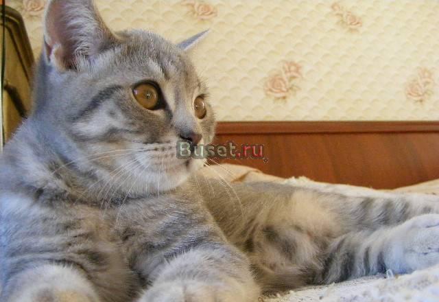 Шотландские котята Санкт-Петербург