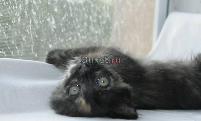 Котенок в дар Москва
