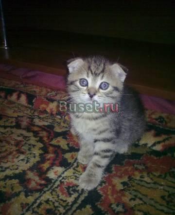 Вислоухие котятки Москва