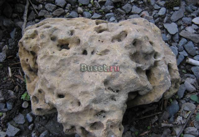 Век динозавра.коралл Черкесск