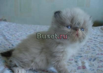 Персидские и экзотические котята Москва