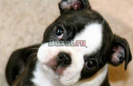 AKC Terrier Бостон puppy бесплатно принятия Самара