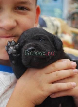 Кане корсо+лабрадор Сергиев Посад