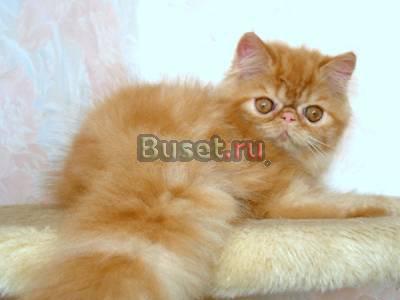 Персидские котята окрас красный мраморный Москва