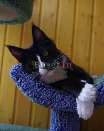 Котенок мейн кун шоу качества Санкт-Петербург