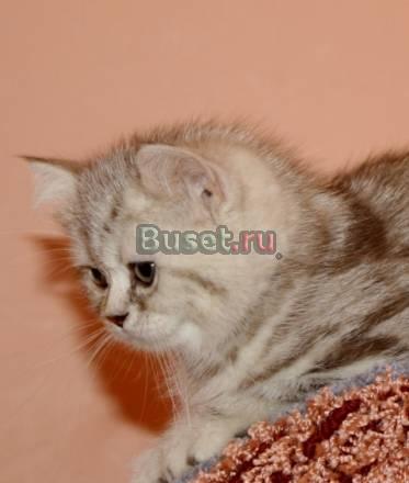 Британские кошечки 2 мес Санкт-Петербург