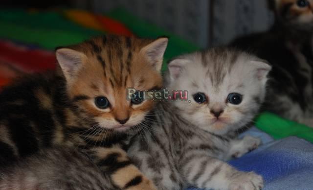 Шотландские  котята красивого окраса Подольск