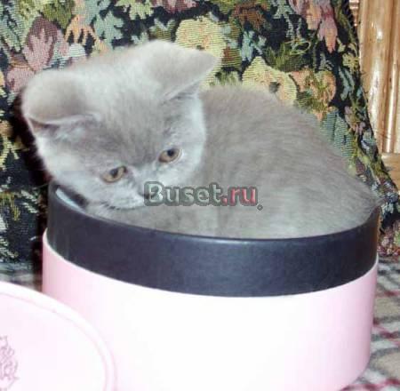 Нежные британские котята Москва