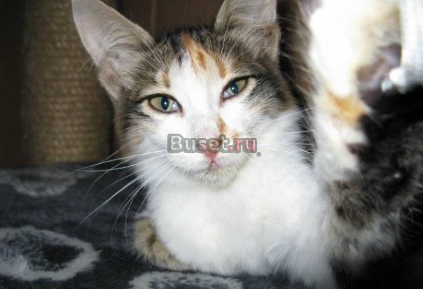 Котёнок-девочка Миу в добрые руки Саратов