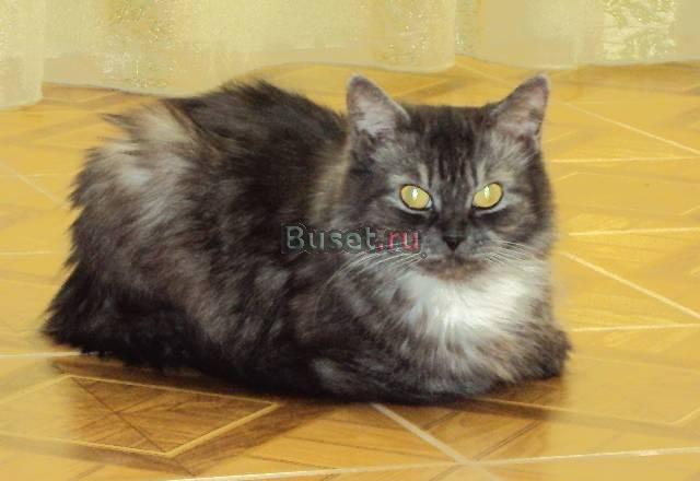 Кошечка полуперс хочет родить котят Москва