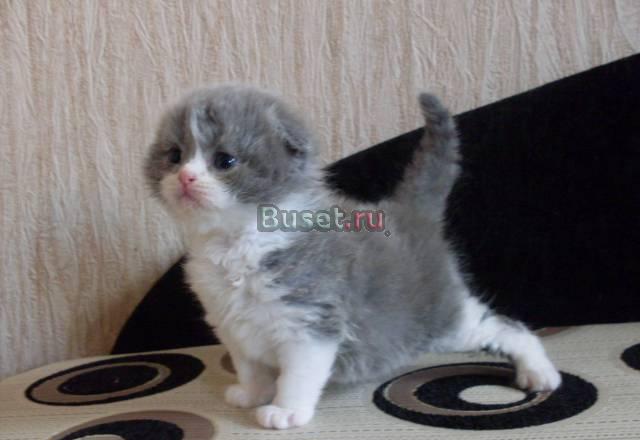 Хайленд-фолд котик Санкт-Петербург