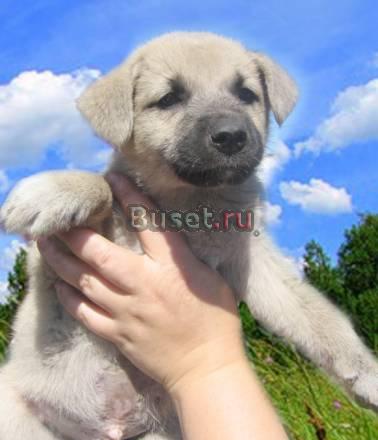 Малыши щеночки ждут хозяев Санкт-Петербург