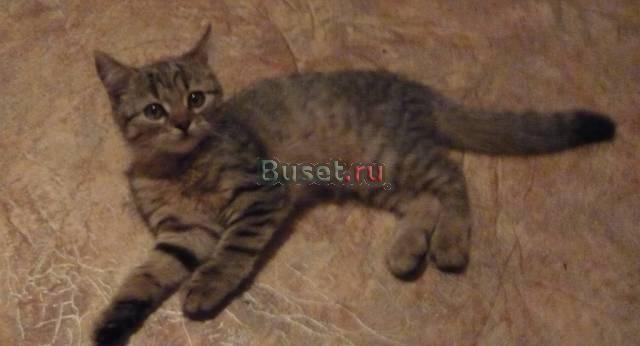 Отдам в дар котят Елец